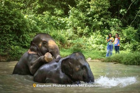 Elephant Phuket: Watch Me Experience