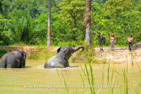 Krabi Roaming Elephant Sanctuary Half-Day Experience